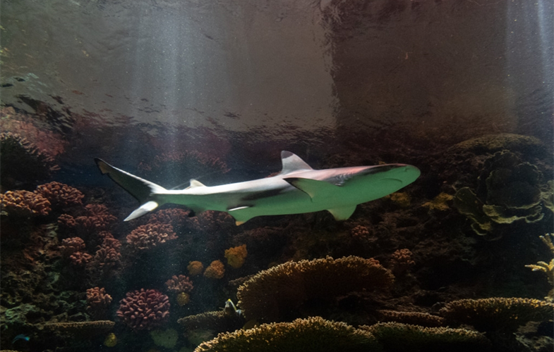 Blacktip Reef Shark CREDIT  Julie Larsen Maher/WCS